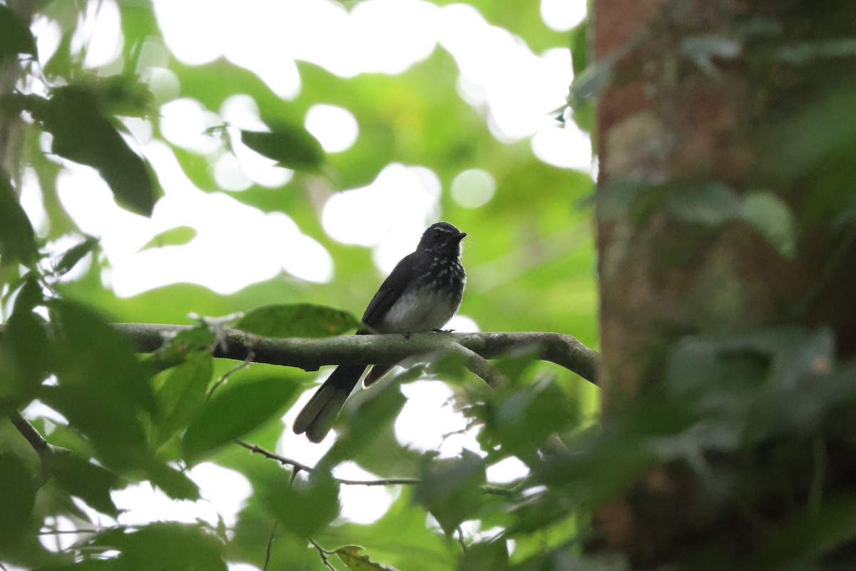 Spotted Fantail - ML616270307