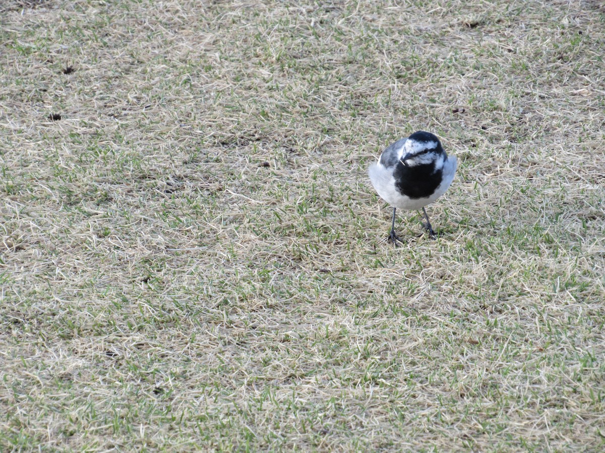 Хөх цэгцгий - ML616270337