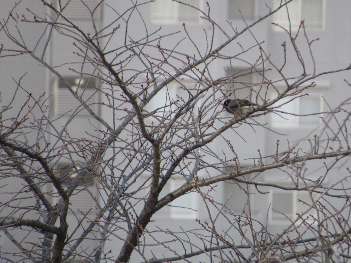 Бор тодол - ML616270338