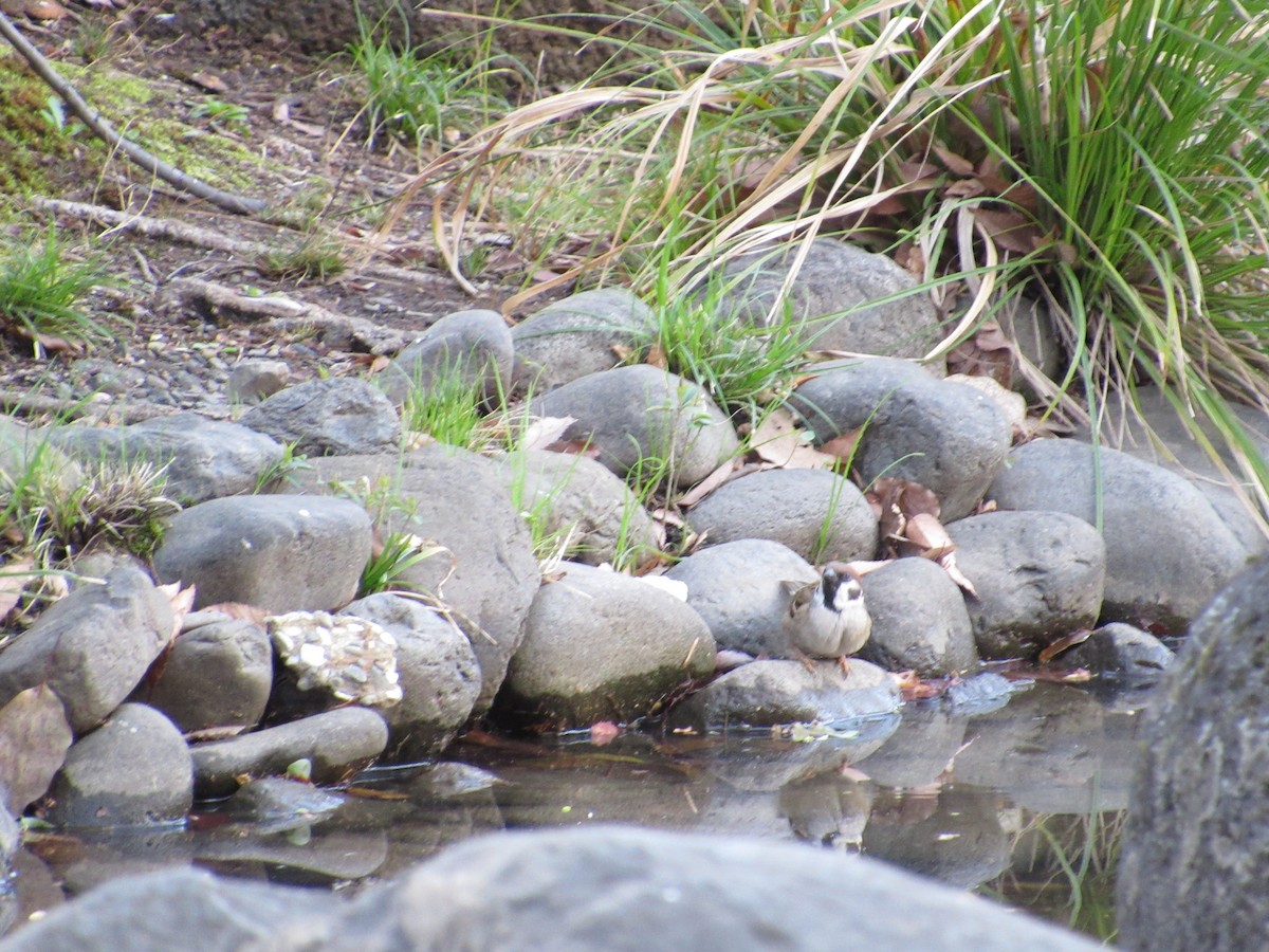 Хээрийн бор шувуу - ML616270354