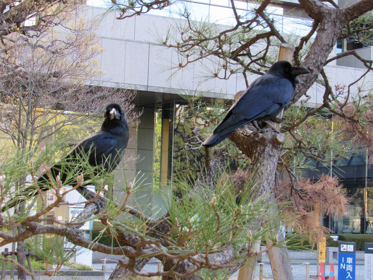Large-billed Crow - ML616270365