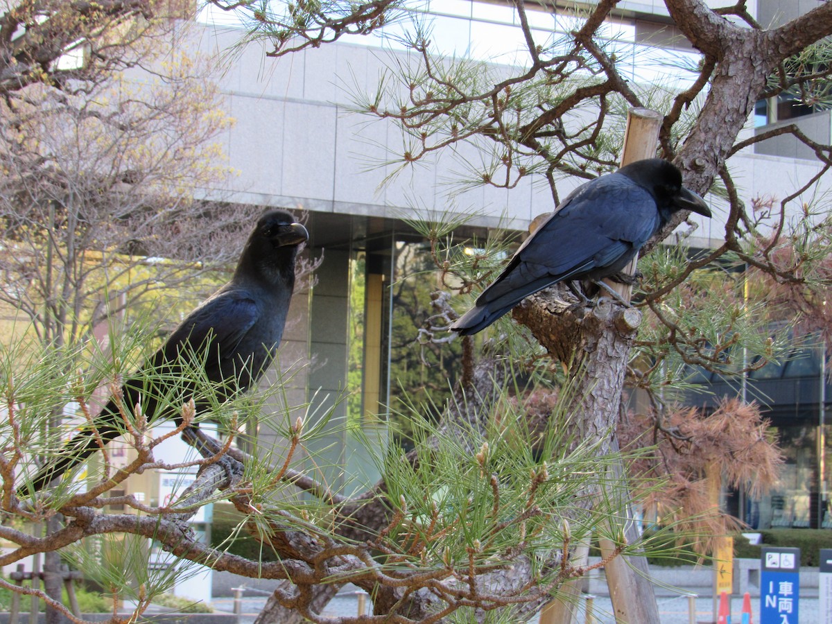Large-billed Crow - ML616270367