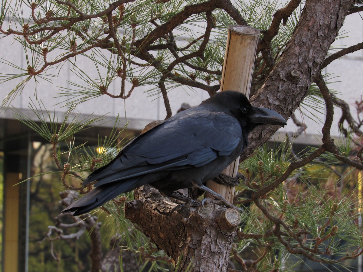 Large-billed Crow - ML616270370