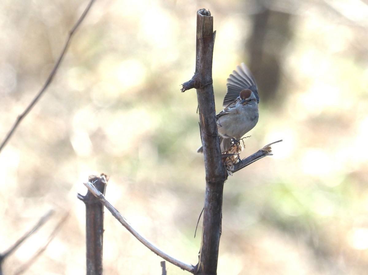 American Tree Sparrow - Bill Bunn