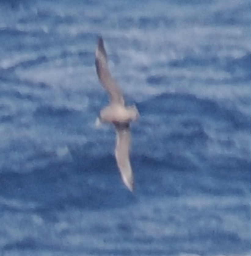 Fulmar Boreal - ML616270417