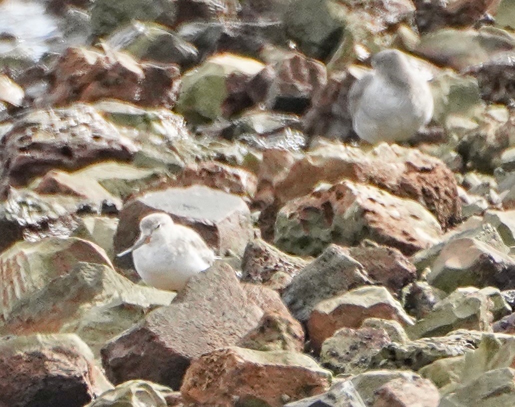 Terek Sandpiper - ML616270423