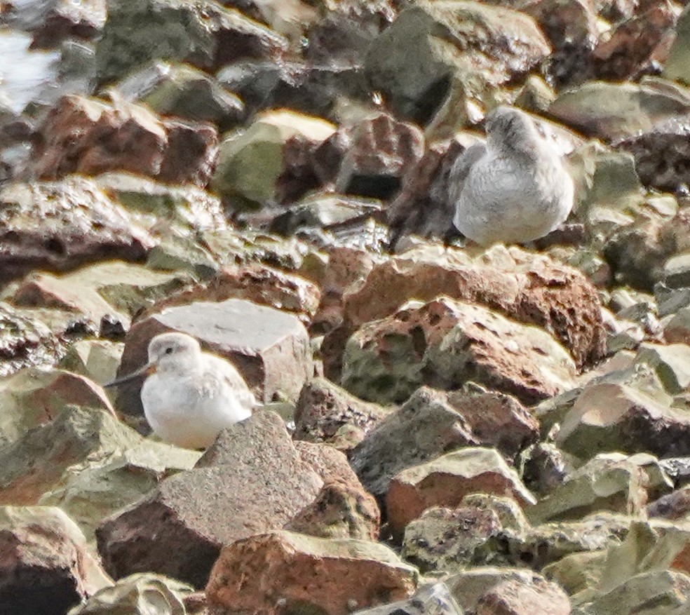 Terek Sandpiper - Ian Kerr