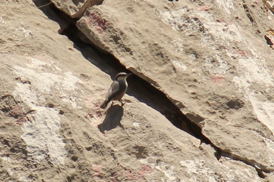 Western Rock Nuthatch - ML616270448