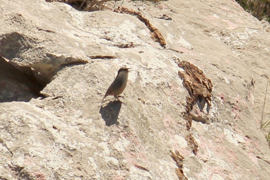 Western Rock Nuthatch - ML616270450