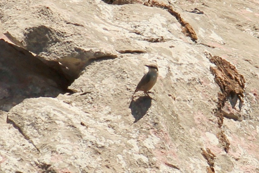 Western Rock Nuthatch - ML616270452