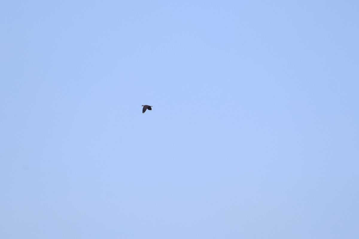 holub světlebřichý - ML616270497