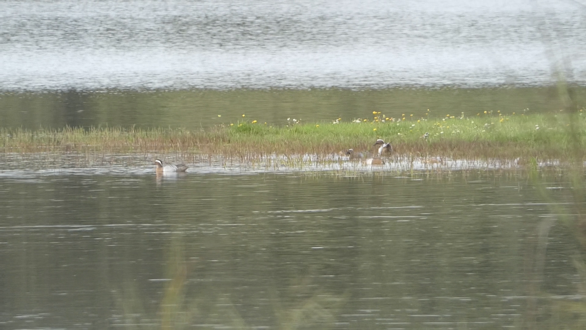 Garganey - ML616270560