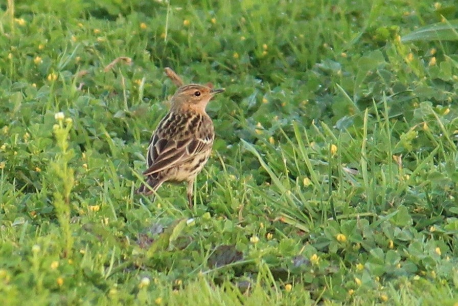 Red-throated Pipit - ML616270616