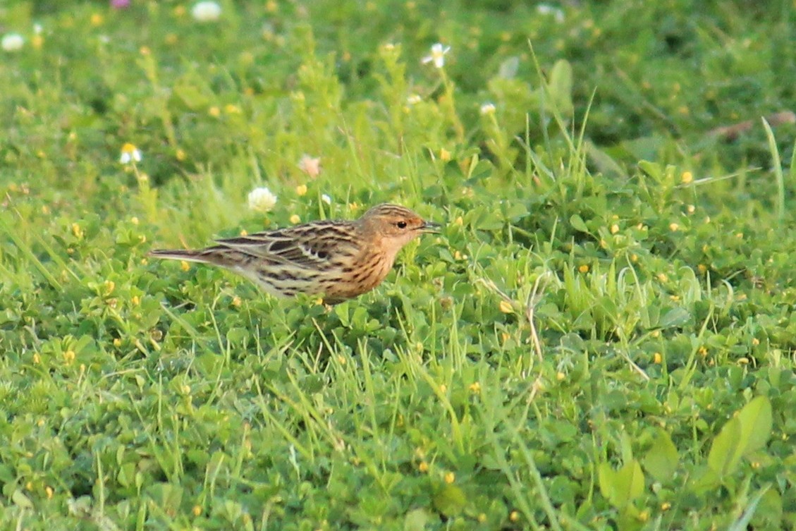 Red-throated Pipit - ML616270624