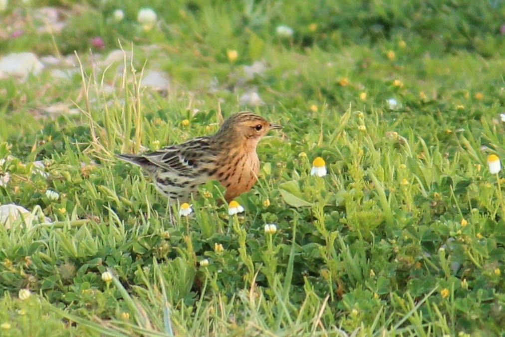 Red-throated Pipit - ML616270625