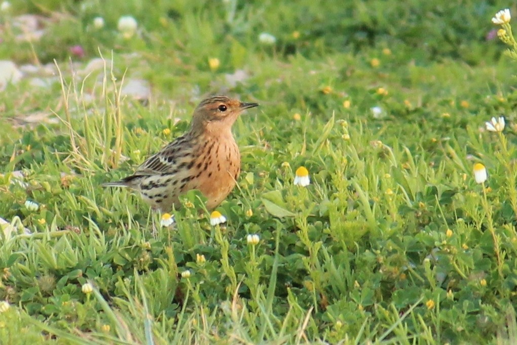 Red-throated Pipit - ML616270638