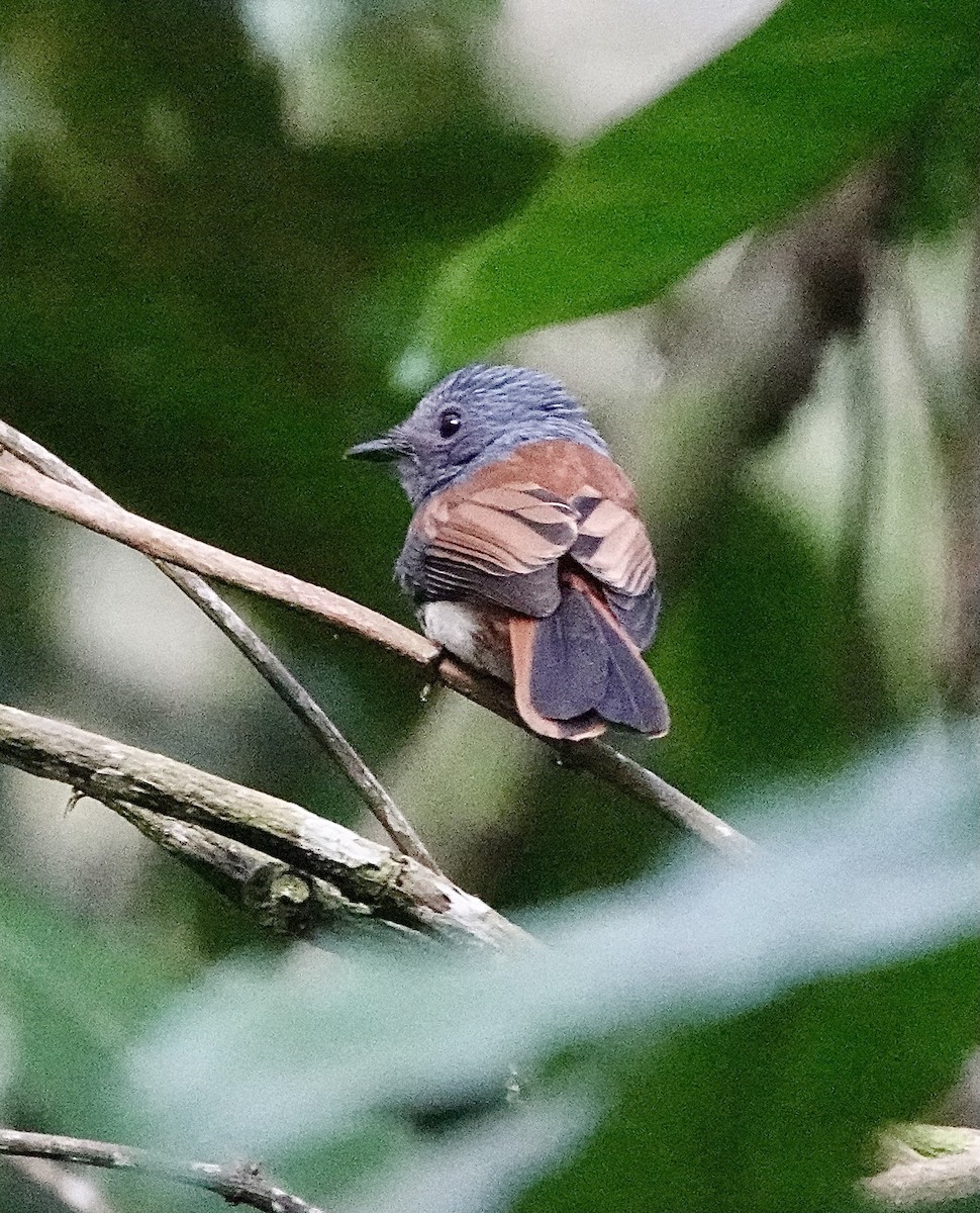 Abanico Cabeciazul de las Bisayas - ML616270643