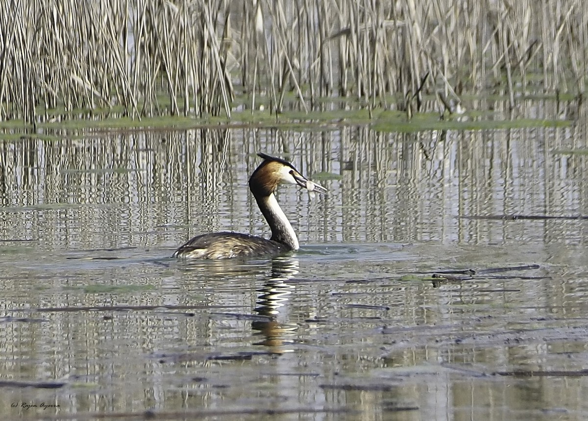 Great Crested Grebe - ML616270648