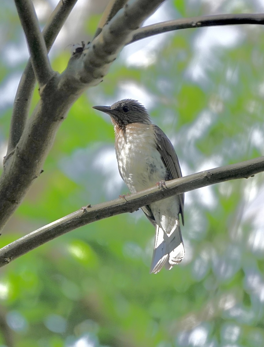 Visayan Bulbul - ML616270650