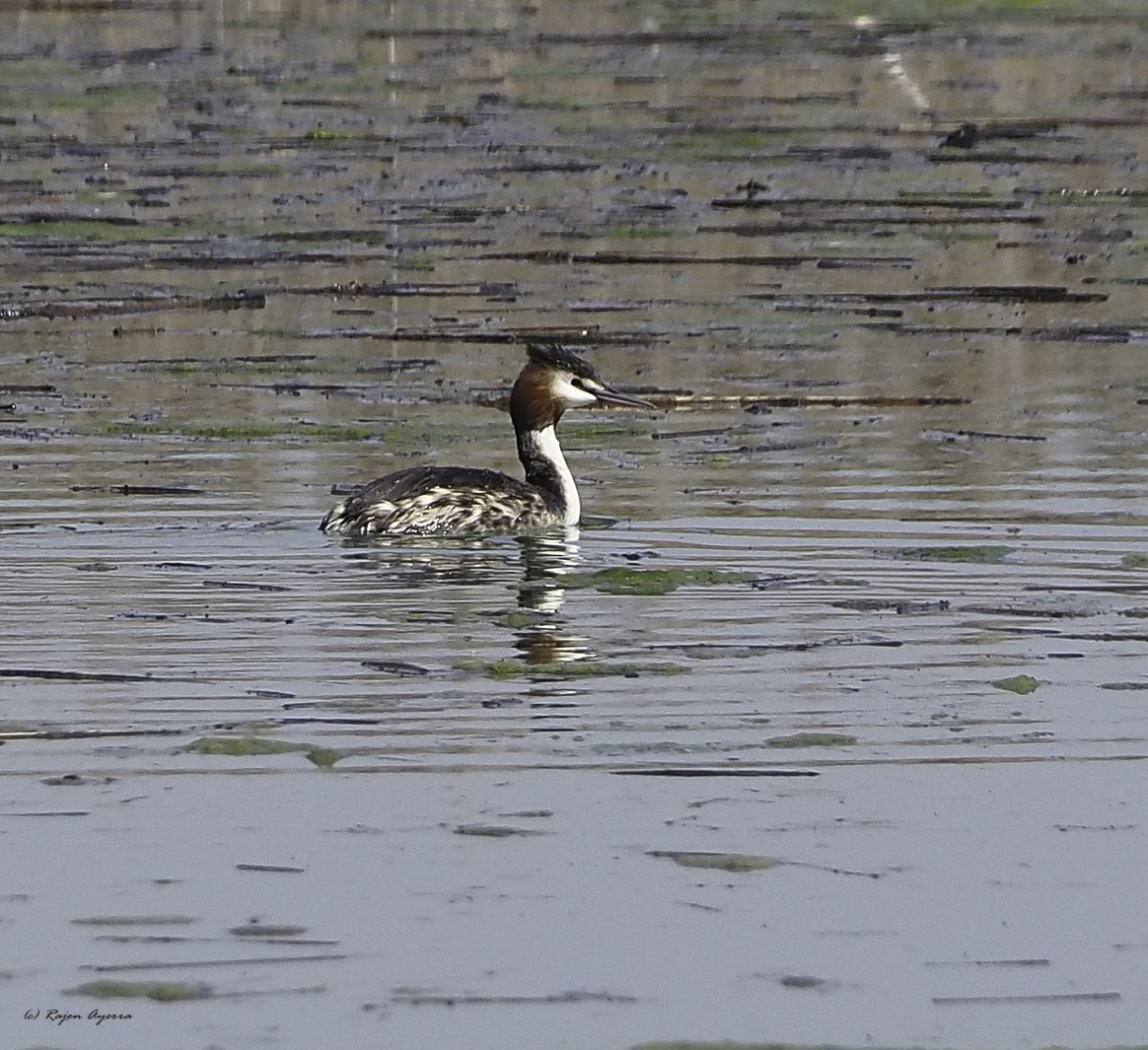 Great Crested Grebe - ML616270651