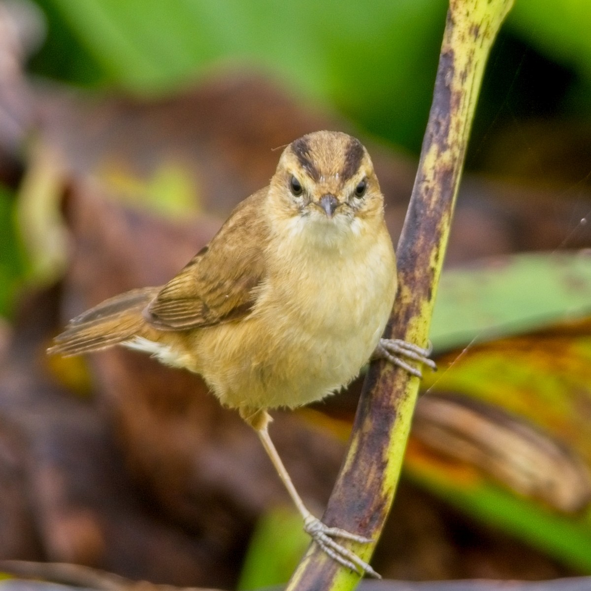 Black-browed Reed Warbler - ML616270657