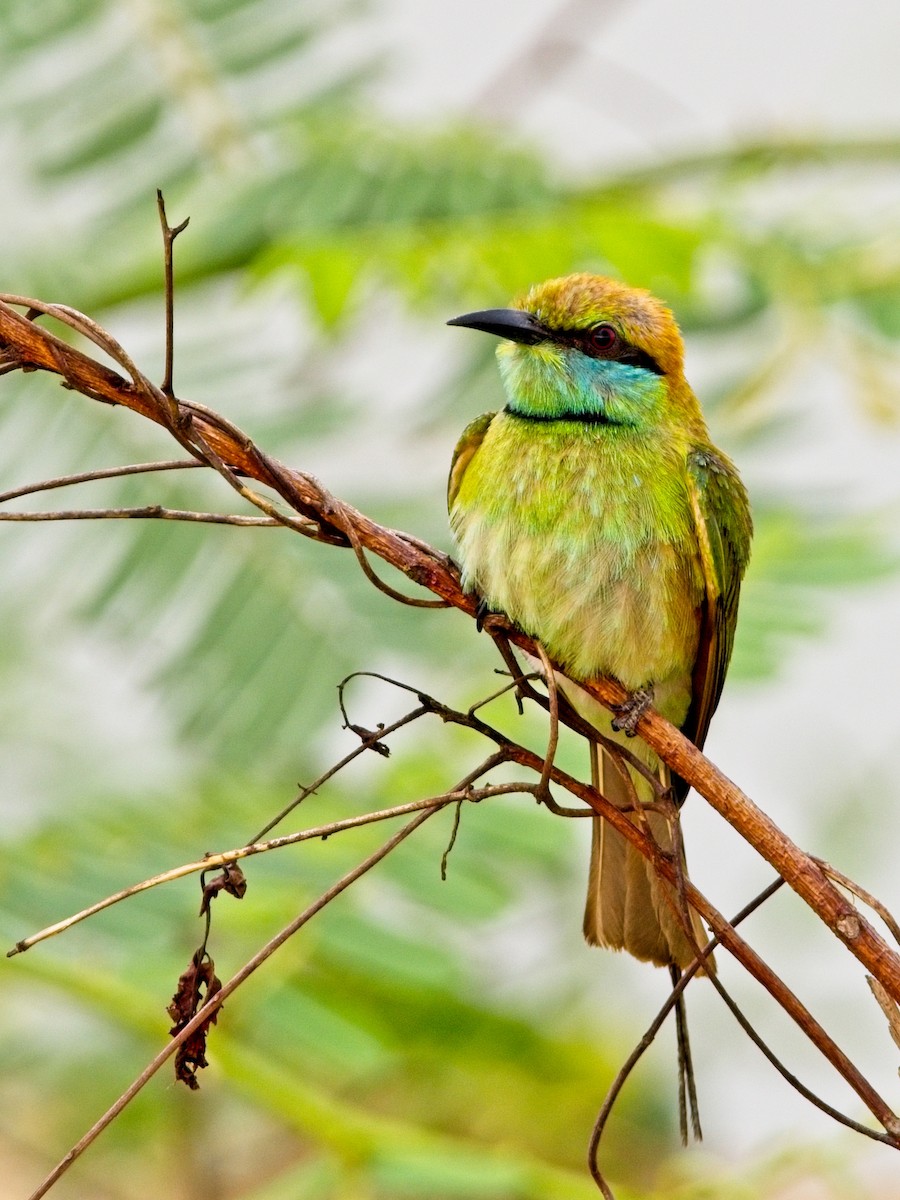 Asian Green Bee-eater - ML616270673