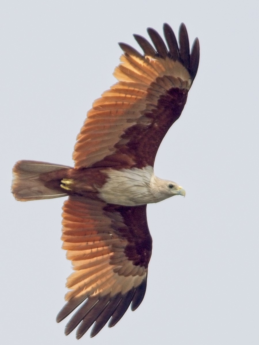 Brahminy Kite - ML616270676