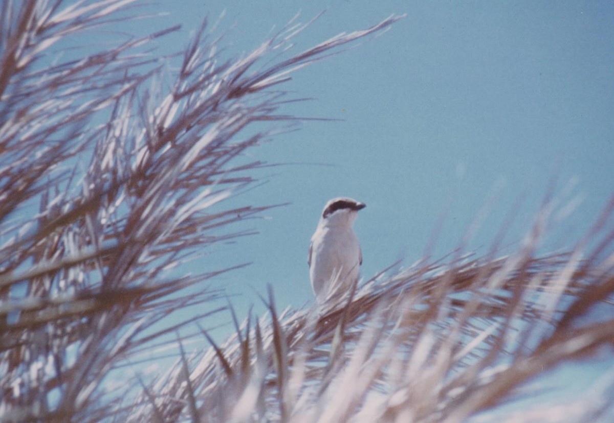 Great Gray Shrike - Mick Mellor