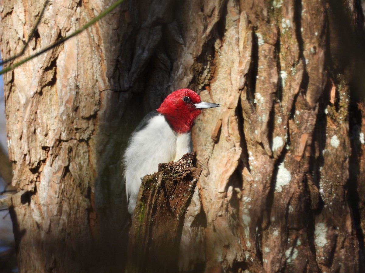 Red-headed Woodpecker - ML616270695