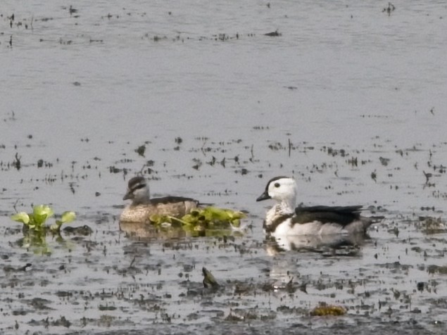 Cotton Pygmy-Goose - ML616270700