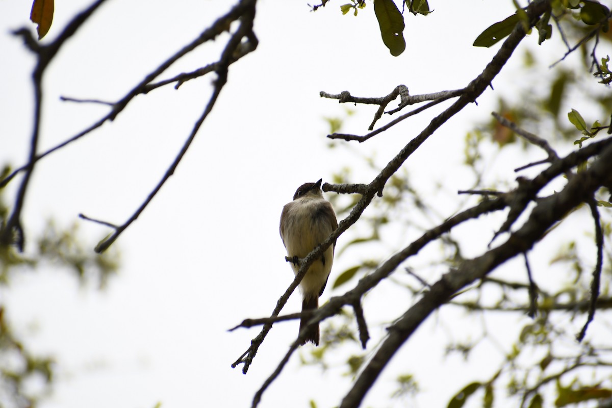 Eastern Phoebe - ML616270703