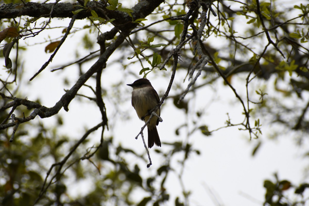 Eastern Phoebe - ML616270704