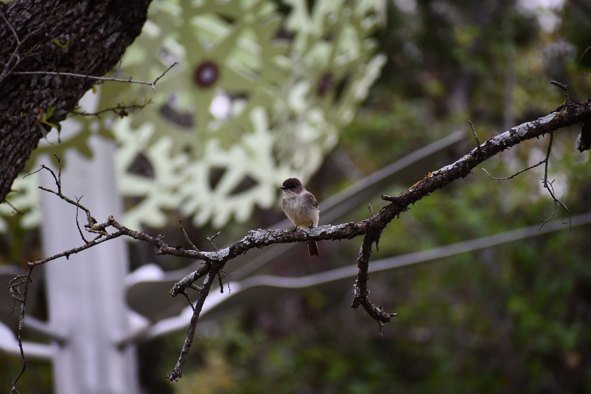 Eastern Phoebe - ML616270705