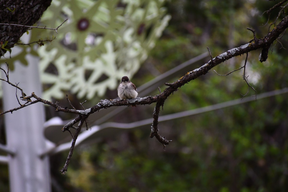 Eastern Phoebe - Jon Orona