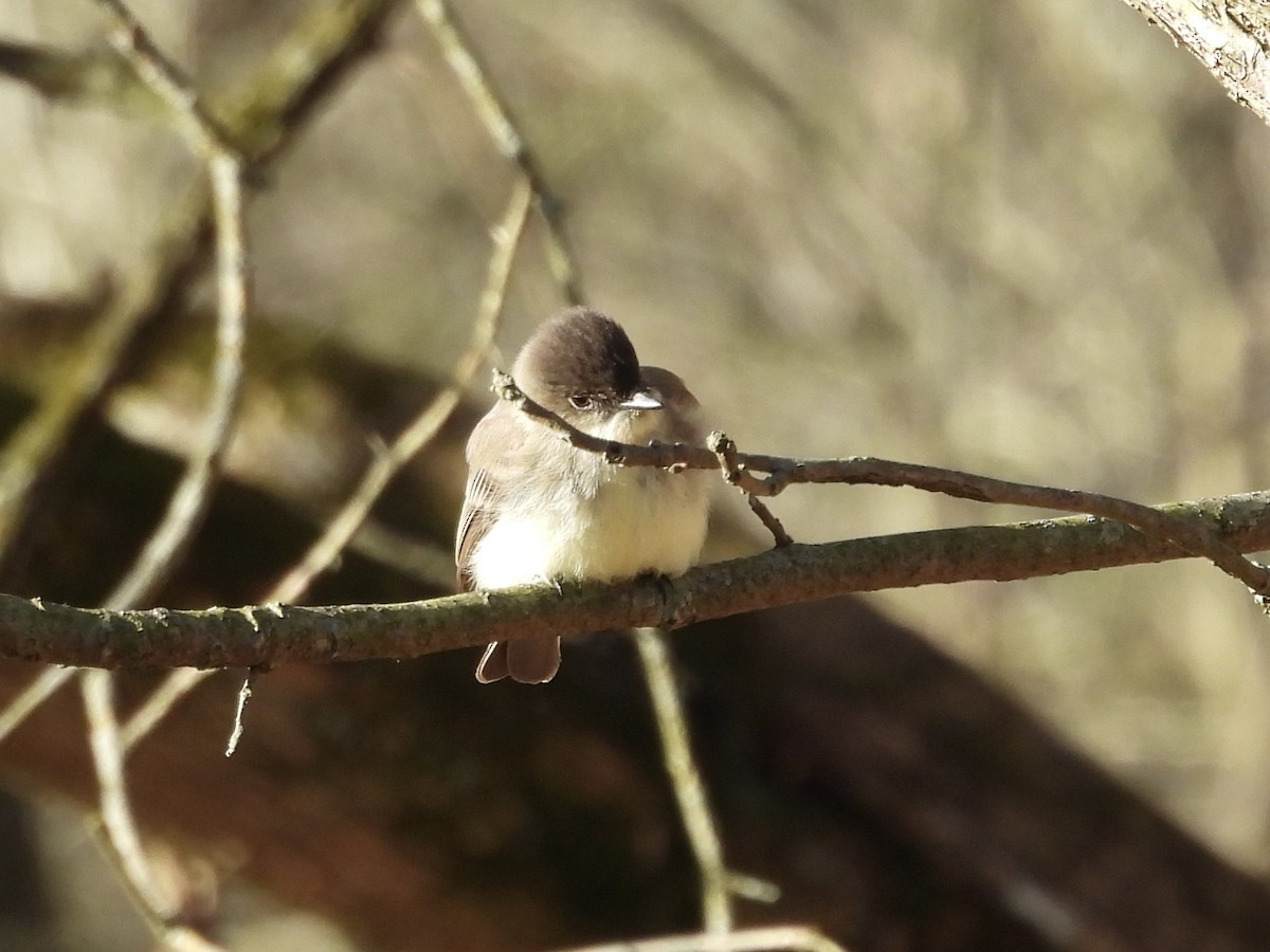 Eastern Phoebe - ML616270718