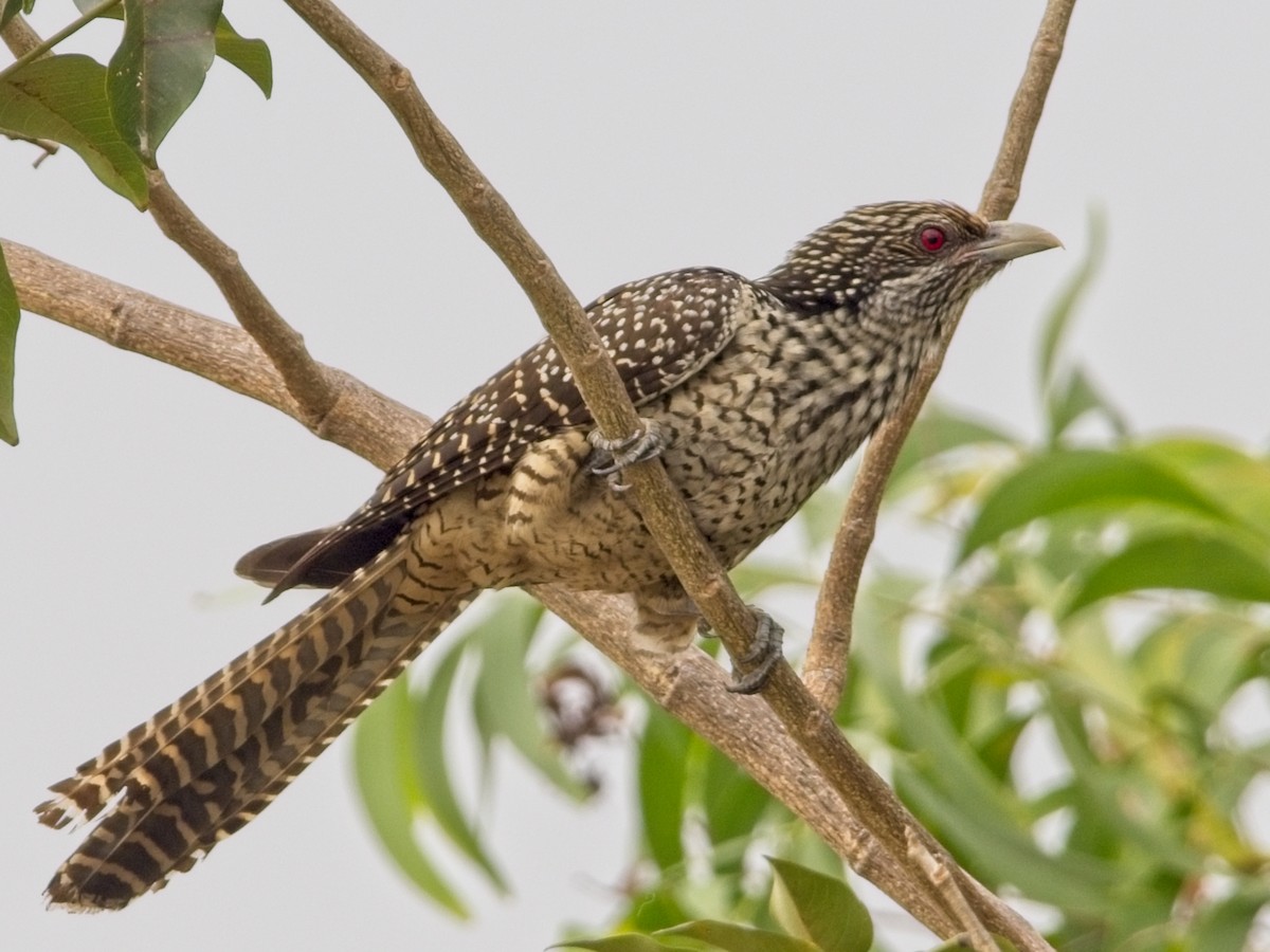 Asian Koel - ML616270728