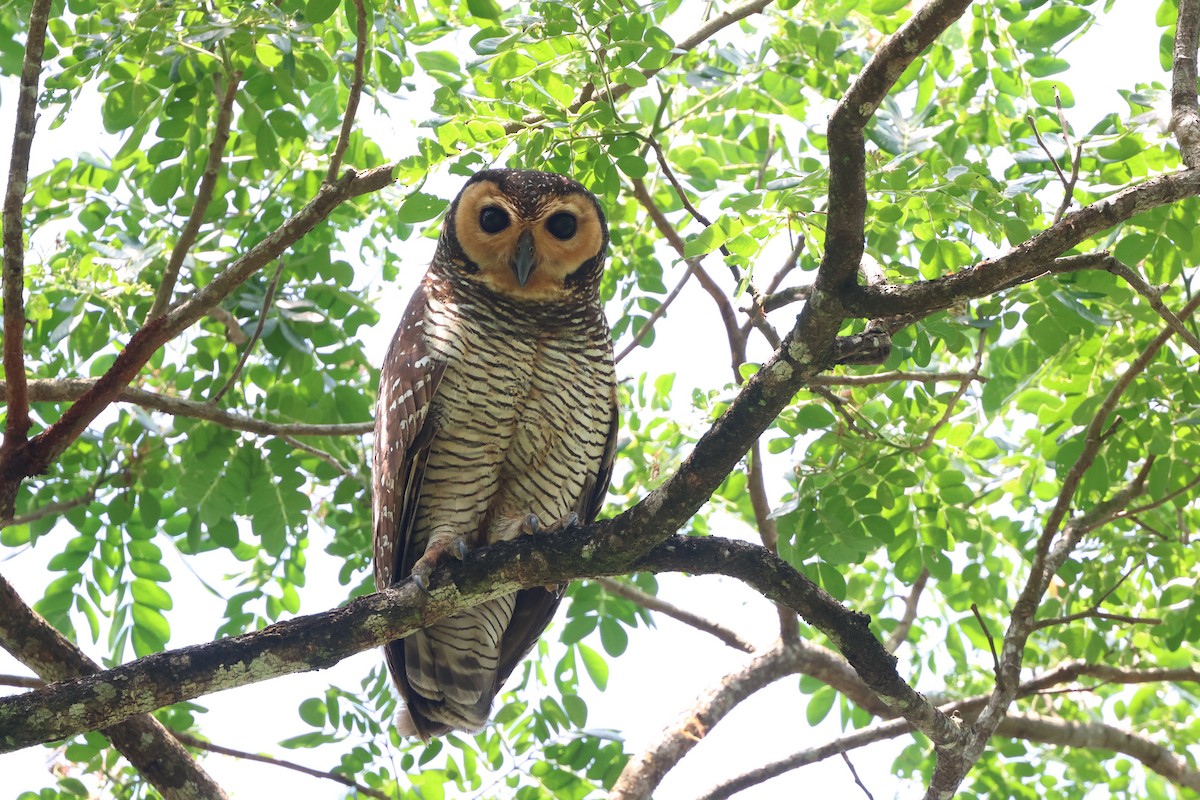 Spotted Wood-Owl - Chai Thiam Lau