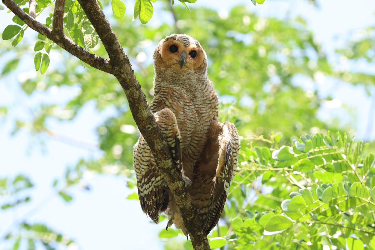 Spotted Wood-Owl - Chai Thiam Lau