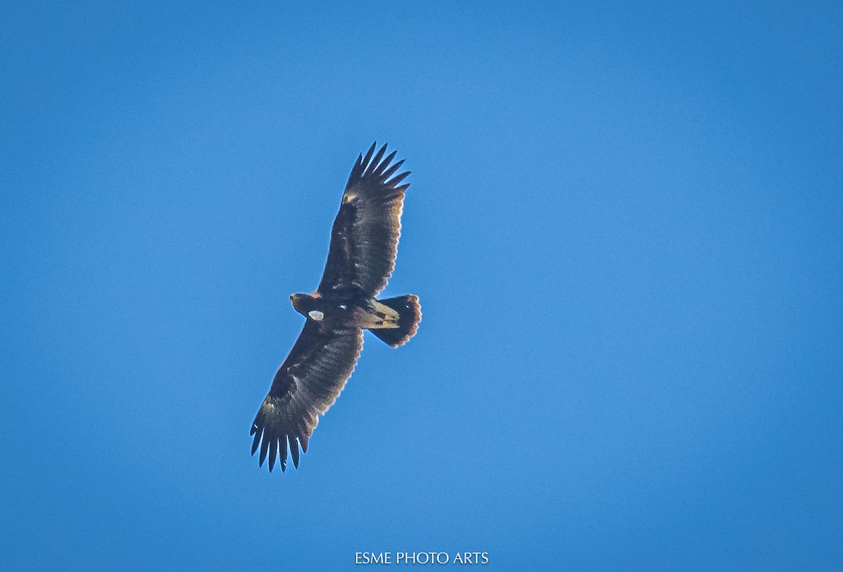 Greater Spotted Eagle - ML616270803