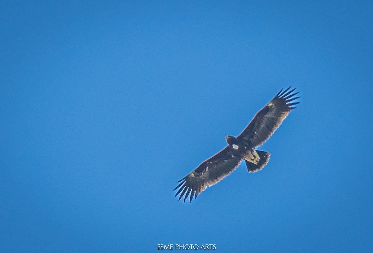 Águila Moteada - ML616270804