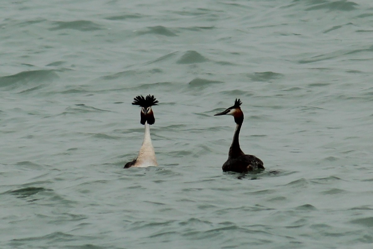 Great Crested Grebe - ML616270811