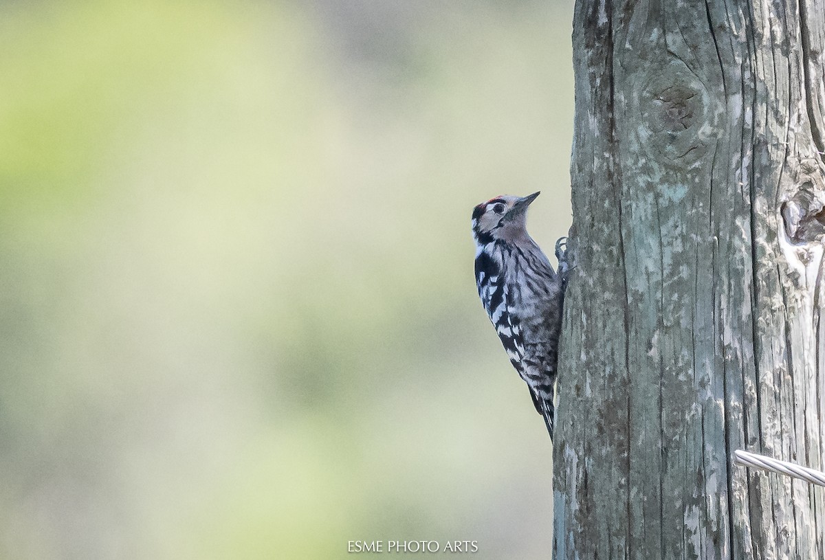 Lesser Spotted Woodpecker - ML616270816