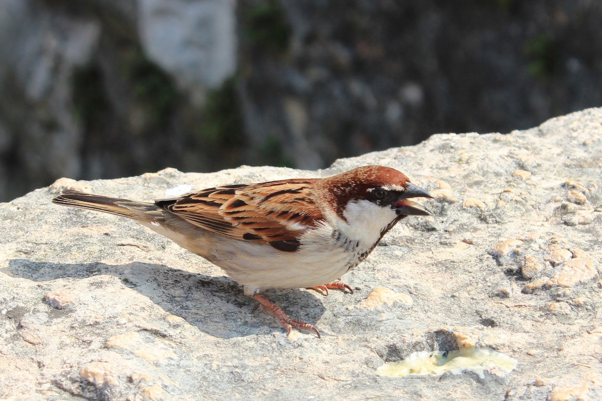 Italian Sparrow - ML616270823