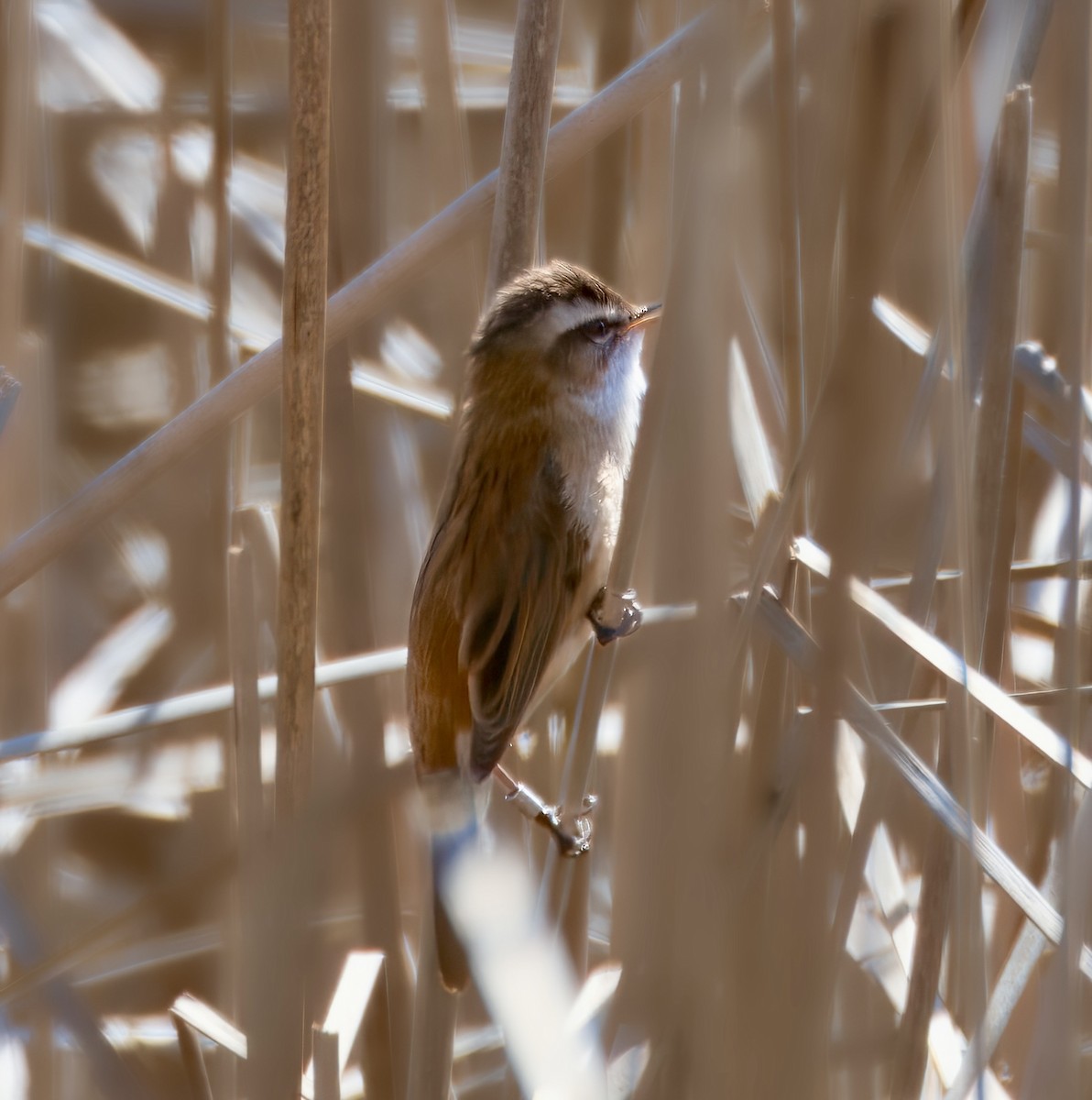 Moustached Warbler - ML616270824