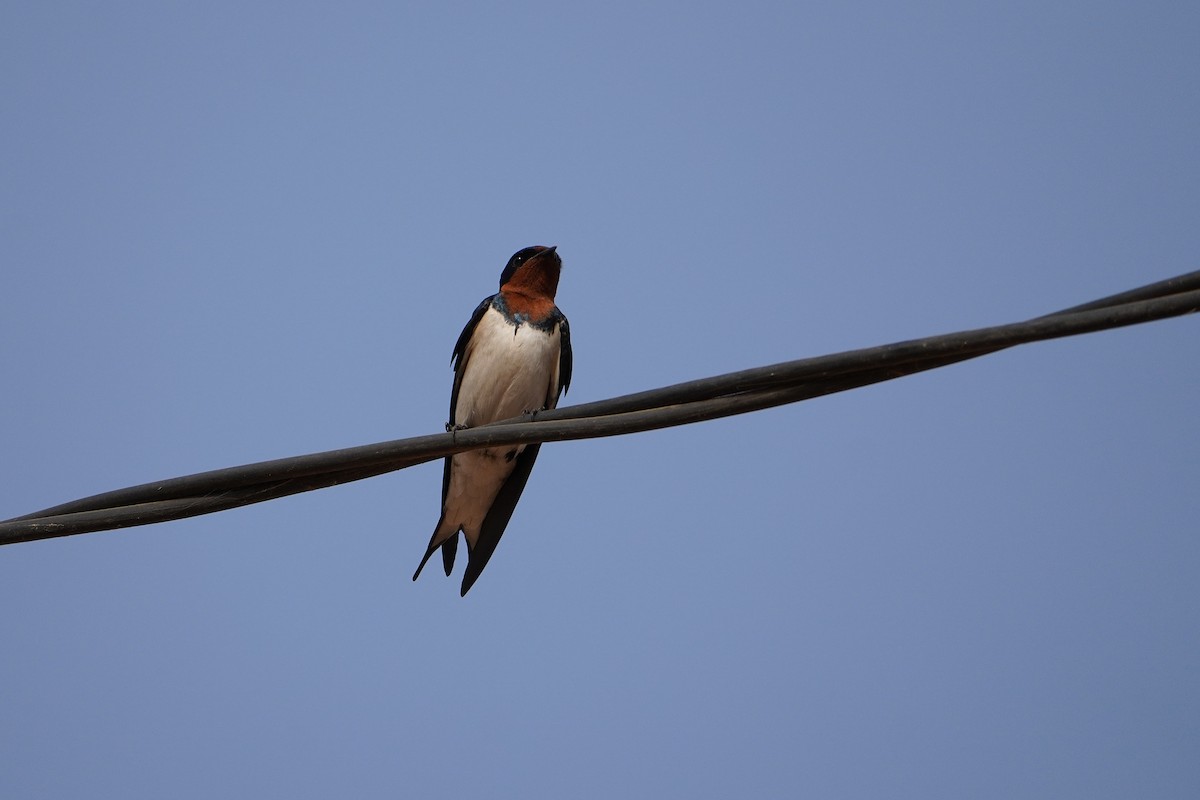 Red-chested Swallow - Ben Costamagna