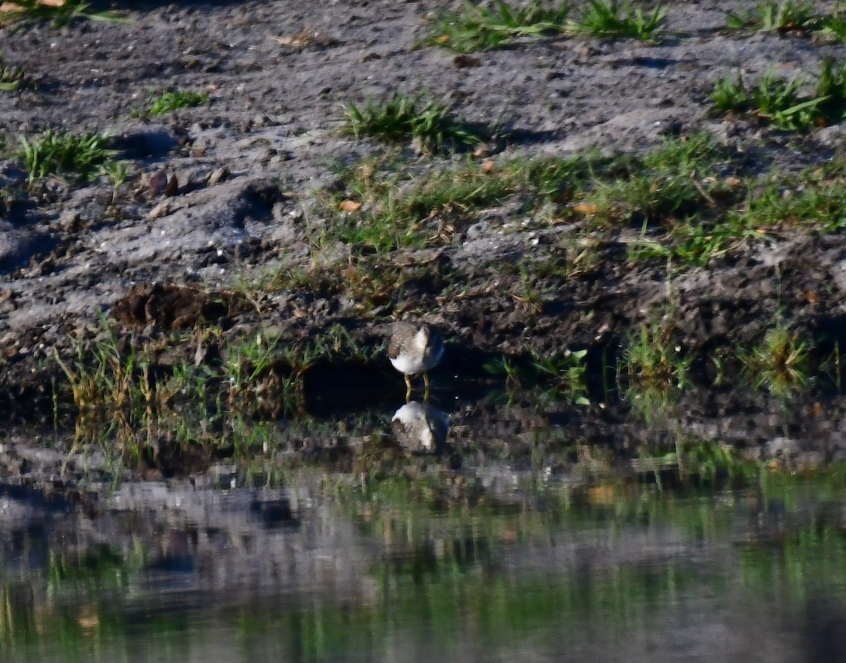 Least Sandpiper - ML616270975