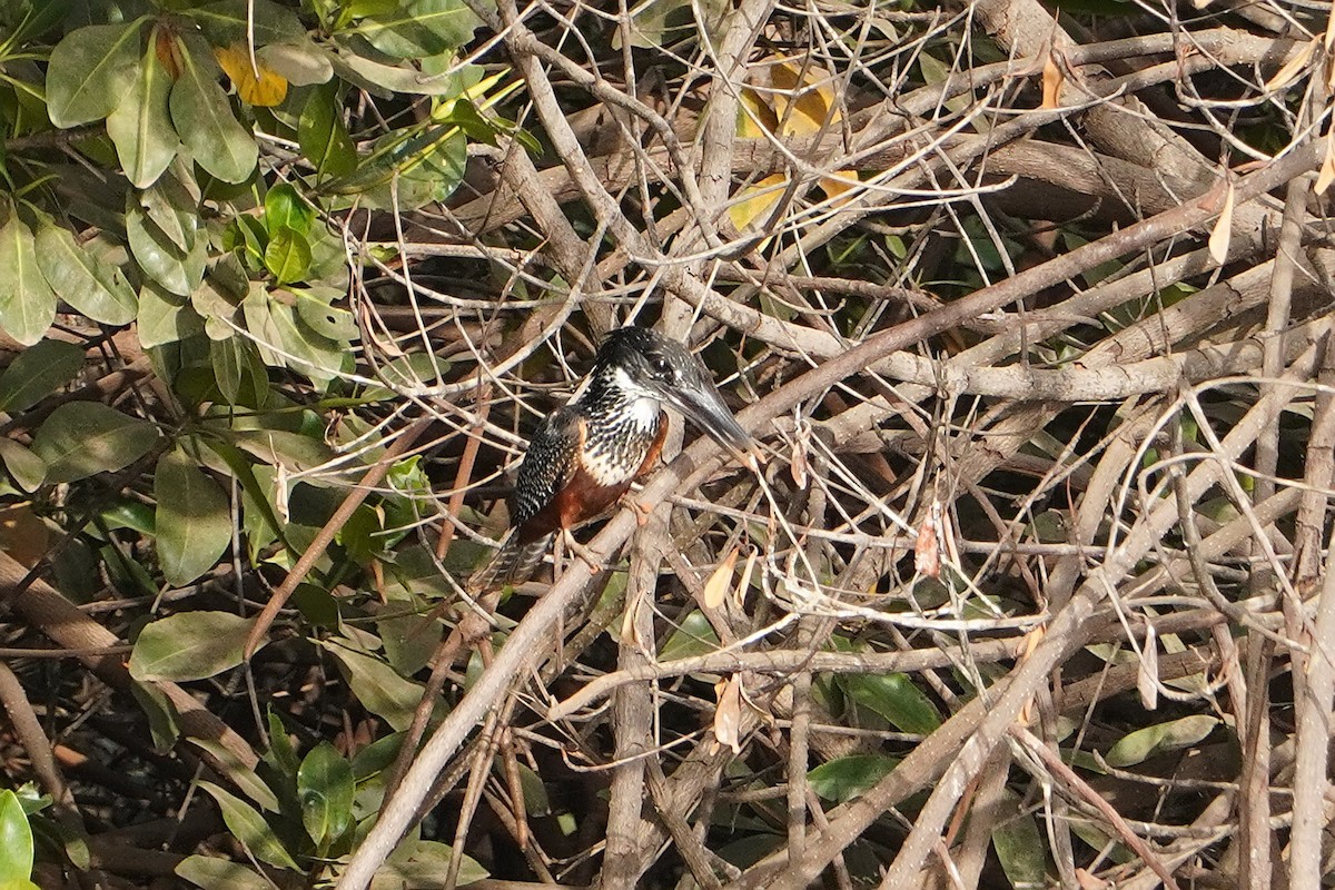 Giant Kingfisher - ML616270991