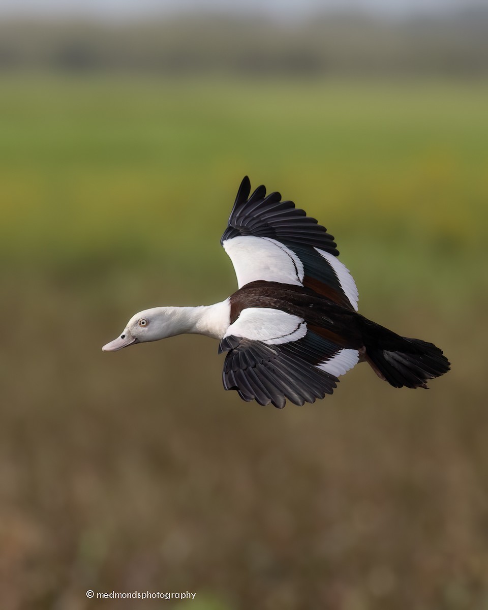 Radjah Shelduck - ML616271069