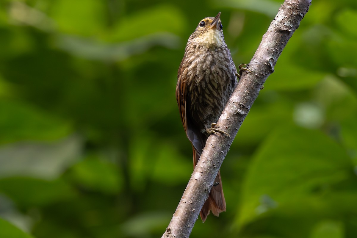 Buff-browed Foliage-gleaner - Dave Howes