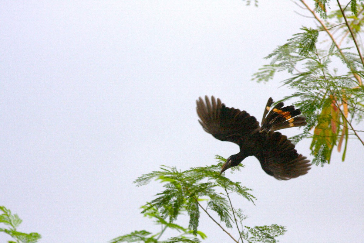 Luzon Hornbill - Liao Tzu-Chiang